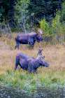A pair of moose, male and female, in Grand Teton National Park. Art Print